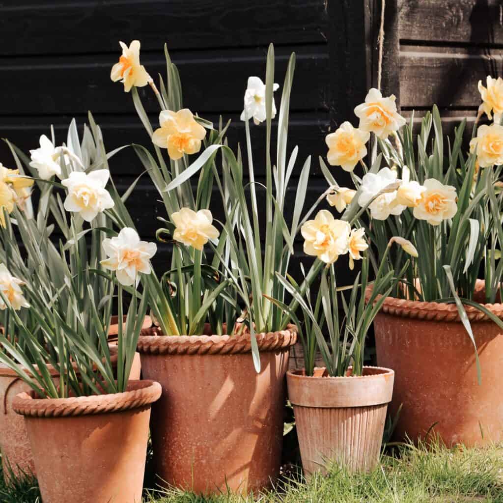 Bergs Potter-EMILIA-kruka-terrakotta-2-Hemlängtan