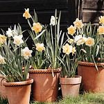 Bergs Potter-EMILIA-kruka-terrakotta-2-Hemlängtan