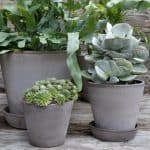 Bergs_julie_graa_samling_plante_krukker_2