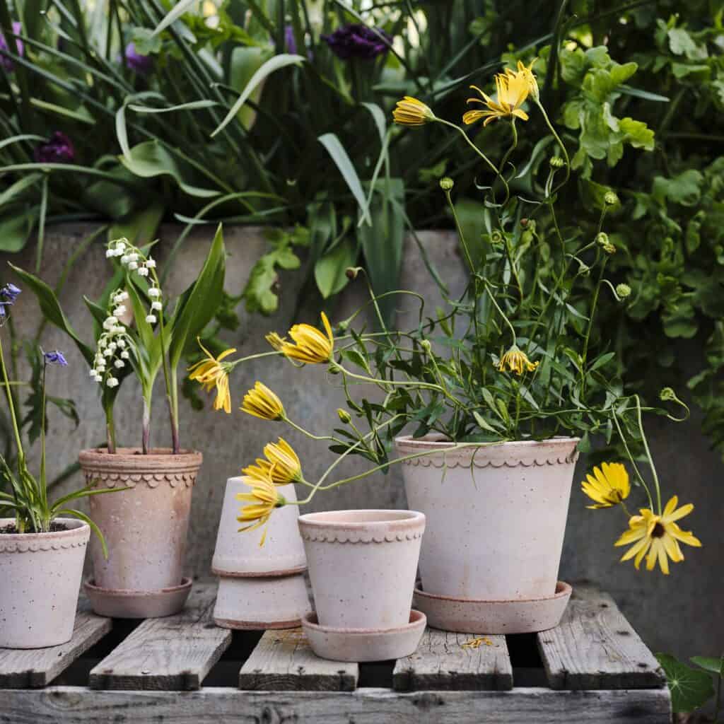 Helena kruka i terrakotta från Bergs Potter, fylld med gula blommor och liljekonvaljer, placerad på en trähylla utomhus.