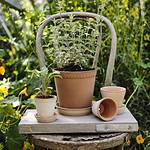 Helena kruka i terrakotta från Bergs Potter, planterad med olika örter, stående på en gammal stol i en grönskande trädgård.