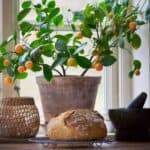 Helena-krukan i terrakotta från Bergs Potter med citrusväxt i ett köksfönster, omgiven av en flätad ljuslykta, ett nybakat bröd och en mörk stenmortel.