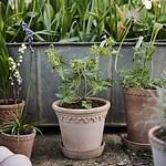 Köpenhamn-kruka-terrakotta-Bergs Potter-3