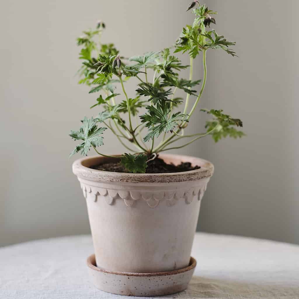 Köpenhamn-kruka-terrakotta-Bergs Potter-4