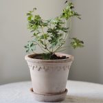 Köpenhamn-kruka-terrakotta-Bergs Potter-4