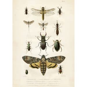 poster Insekter
