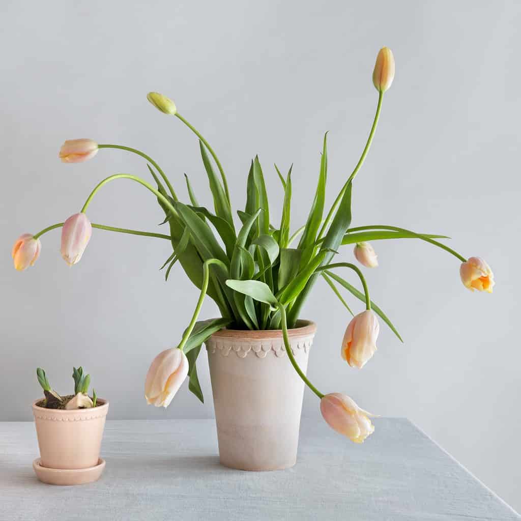 Helena-kruka-terrakotta-hög-Bergs Potter-3