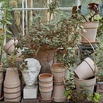 Samling av krukor inklusive Simona i terrakotta från Bergs Potter i ett växthus.
