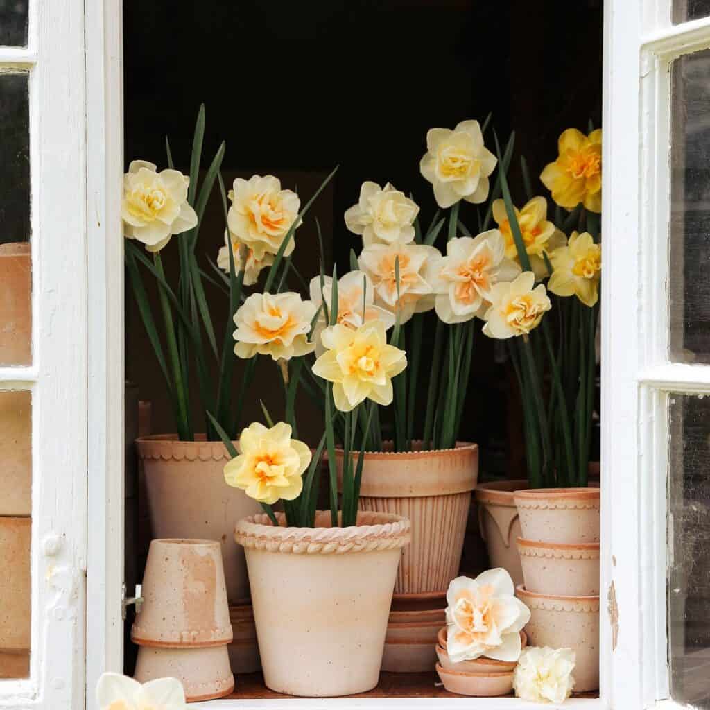 Krukor Simona i terrakotta från Bergs Potter, fyllda med påskliljor, placerade i ett öppet fönster.
