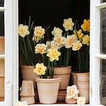 Krukor Simona i terrakotta från Bergs Potter, fyllda med påskliljor, placerade i ett öppet fönster.