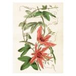 poster passionsblomma Sköna Ting