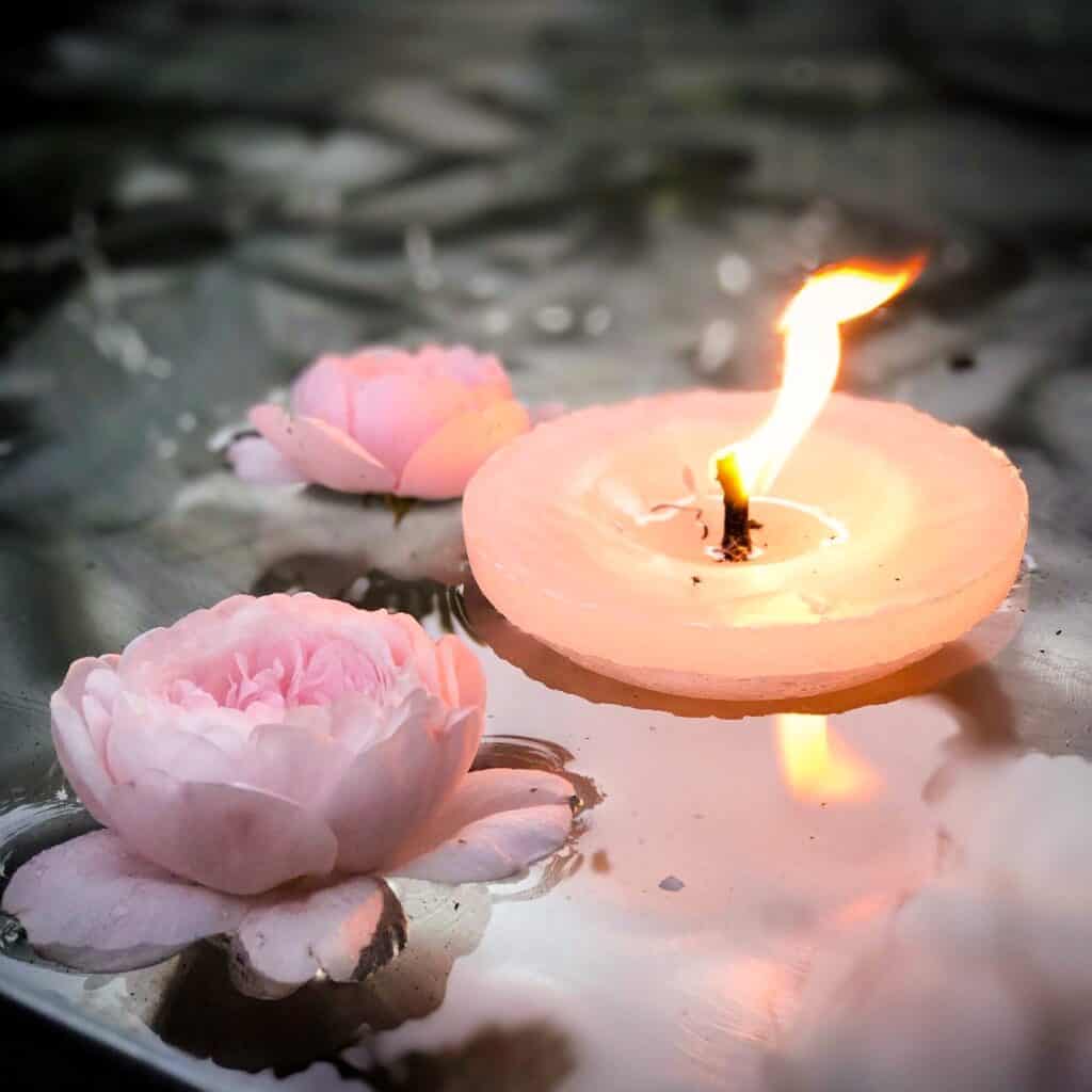 Vackert vitt flytljus tillsammans med några rosor i en damm.