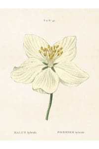 Vintage poster äppelblom, 18x24cm