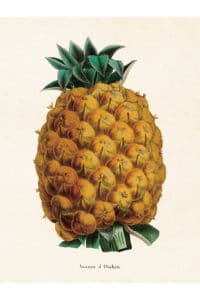 Vintage poster ananas, 18x24cm