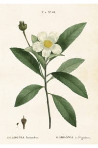 Vintage poster gardenia, 35x50cm