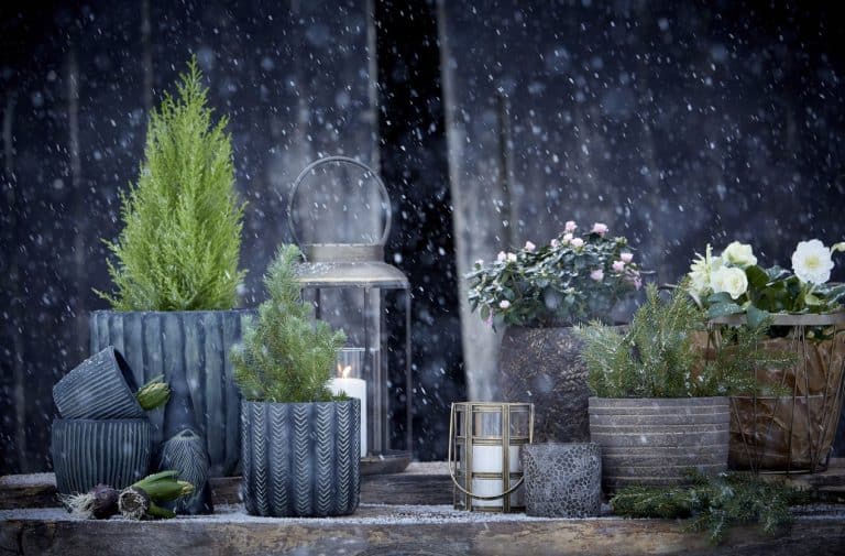 Julväxter inne & ute