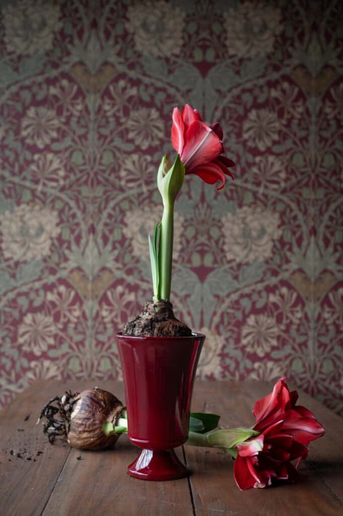 Vacker röd kruka med amaryllis.