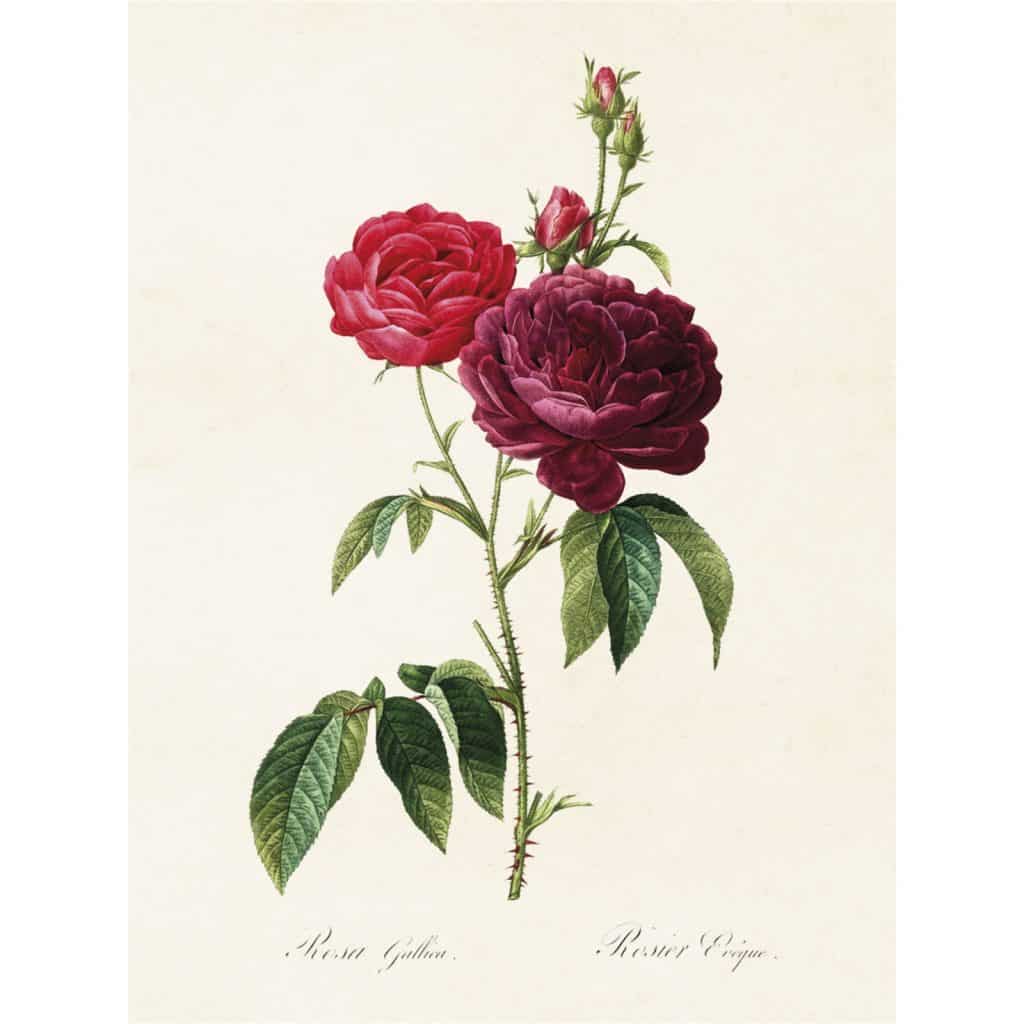 poster ros Sköna Ting