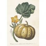 poster pumpa Sköna Ting