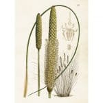 vintage poster stäpplilja print Sköna Ting