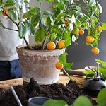 blomspruta savanna svart wikholm form