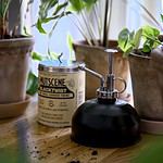 blomspruta savanna svart Wikholm form