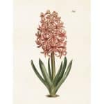 vintage poster hyacint print Sköna Ting