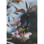 poster Körsbärsblom paperly Sköna Ting