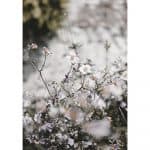 poster blomster Paperly Sköna Ting