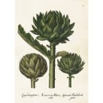 vintage poster kronärtskocka Sköna Ting