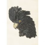 vintage poster kakadua Sköna Ting