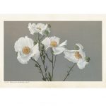 vintage poster buskvallmo Sköna Ting