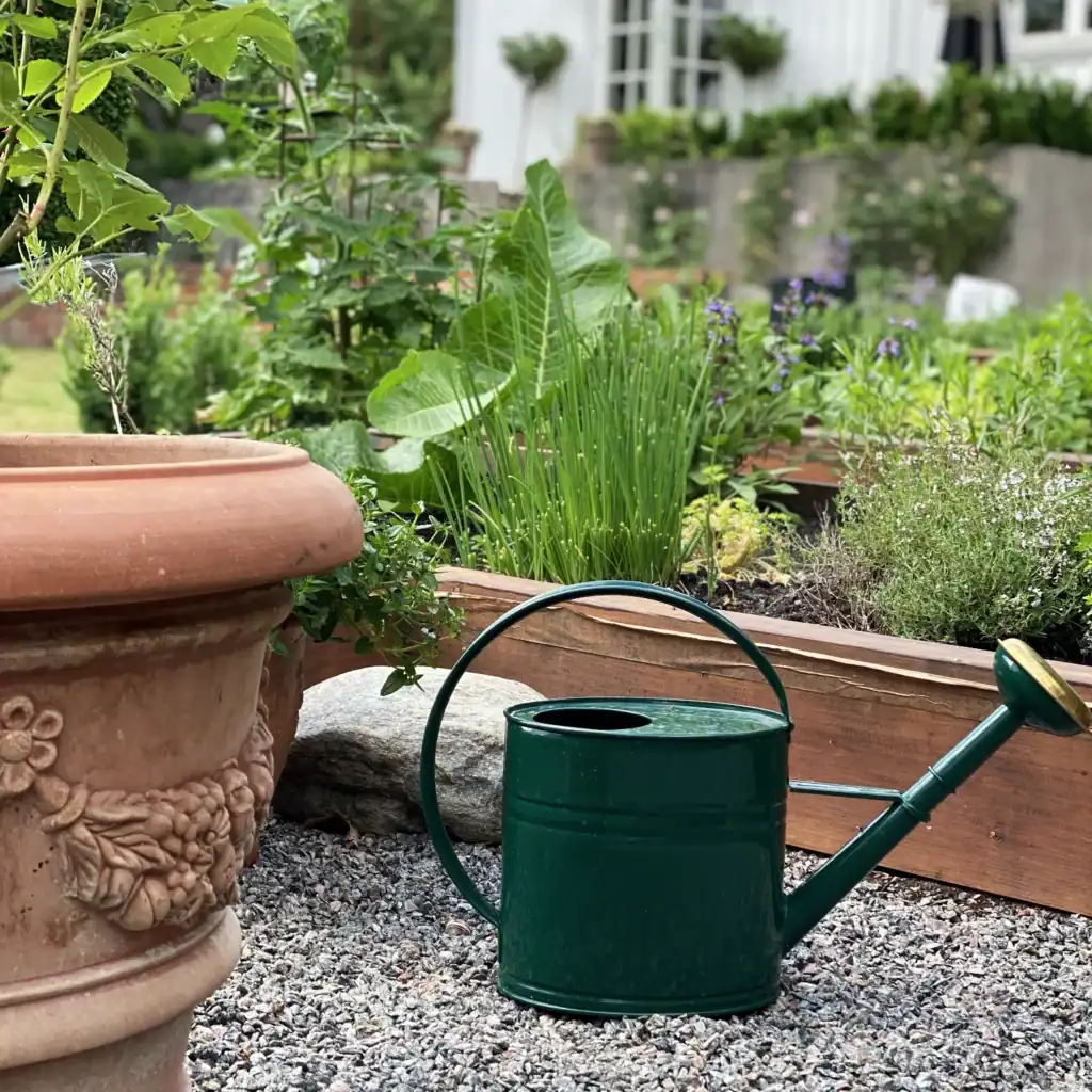 Grön vattenkanna i förzinkad plåt från GardenMind placerad på en grusgång bredvid en terrakottakruka och ett trädgårdsland fyllt med grönsaker och örter.