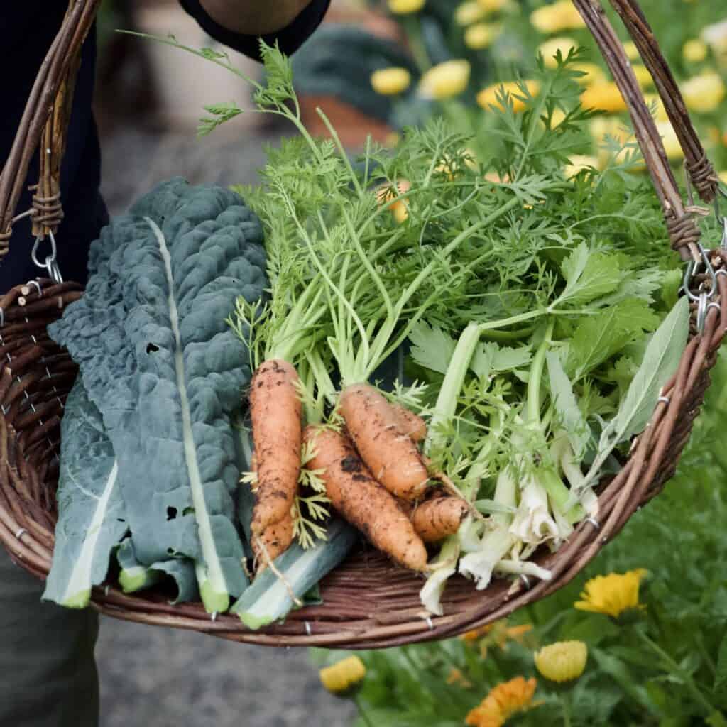 Skördekorgen Iris full med färsk grönsaker som morötter och kålblad, från Strömshaga, mitt i en frodig trädgård.