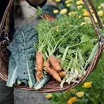 Skördekorgen Iris full med färsk grönsaker som morötter och kålblad, från Strömshaga, mitt i en frodig trädgård.