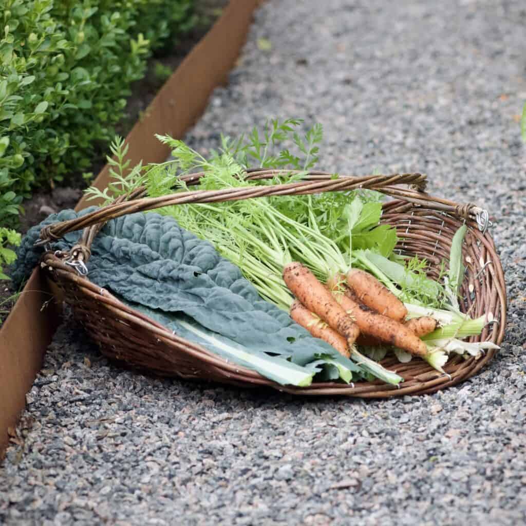Traditionell skördekorg Iris från Strömshaga placerad på en grusgång bredvid en köksträdgård, fylld med nyskördade morötter och gröna bladgrönsaker.