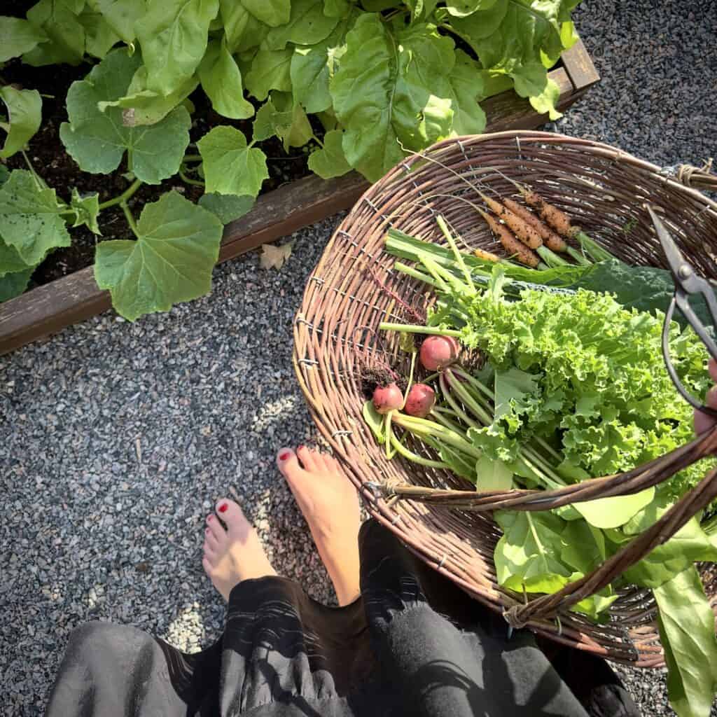 Utsikt över fötterna bredvid en skördekorg Iris från Strömshaga fylld med färska grönsaker som rädisor och bladgrönsaker, placerad bredvid ett köksträdgårdsland med rabarber och gröna blad.