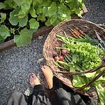 Utsikt över fötterna bredvid en skördekorg Iris från Strömshaga fylld med färska grönsaker som rädisor och bladgrönsaker, placerad bredvid ett köksträdgårdsland med rabarber och gröna blad.