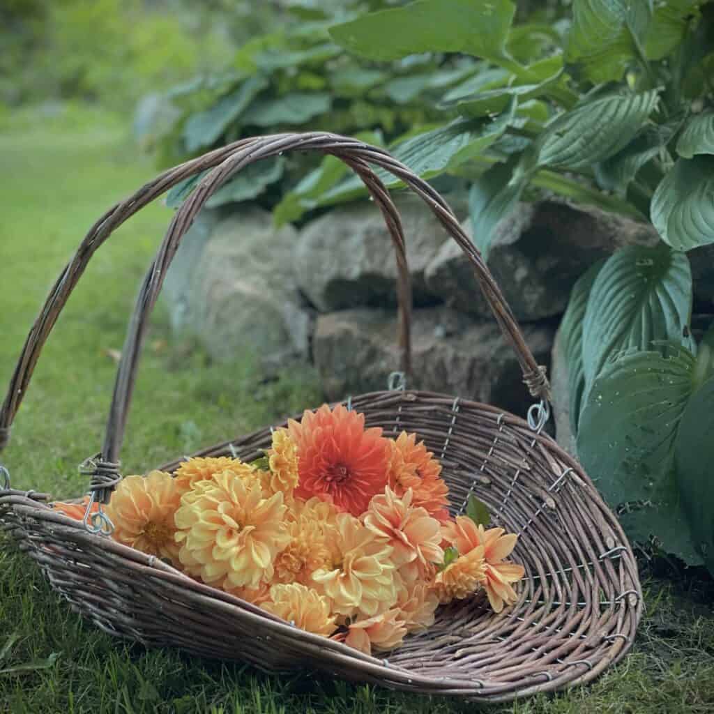 325600-9-skordekorg-iris-stromshaga-tradgard