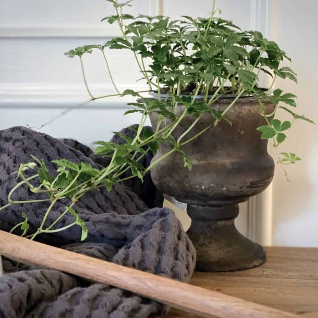 pokal RAGNA Wikholm form