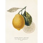 vintage poster CITRON Sköna Ting