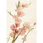 vintage poster mandelblom Sköna Ting