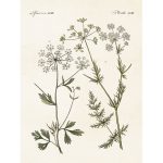 vintage poster anis kummin Sköna Ting