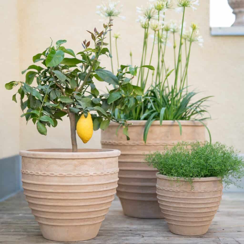 Talia terrakottakrukor för utomhusbruk från Wikholm Form – 3-pack med citronträd, grön växt och blommande lökväxter