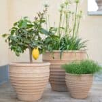 Talia terrakottakrukor för utomhusbruk från Wikholm Form – 3-pack med citronträd, grön växt och blommande lökväxter