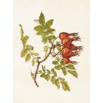 vintage poster nypon Sköna Ting