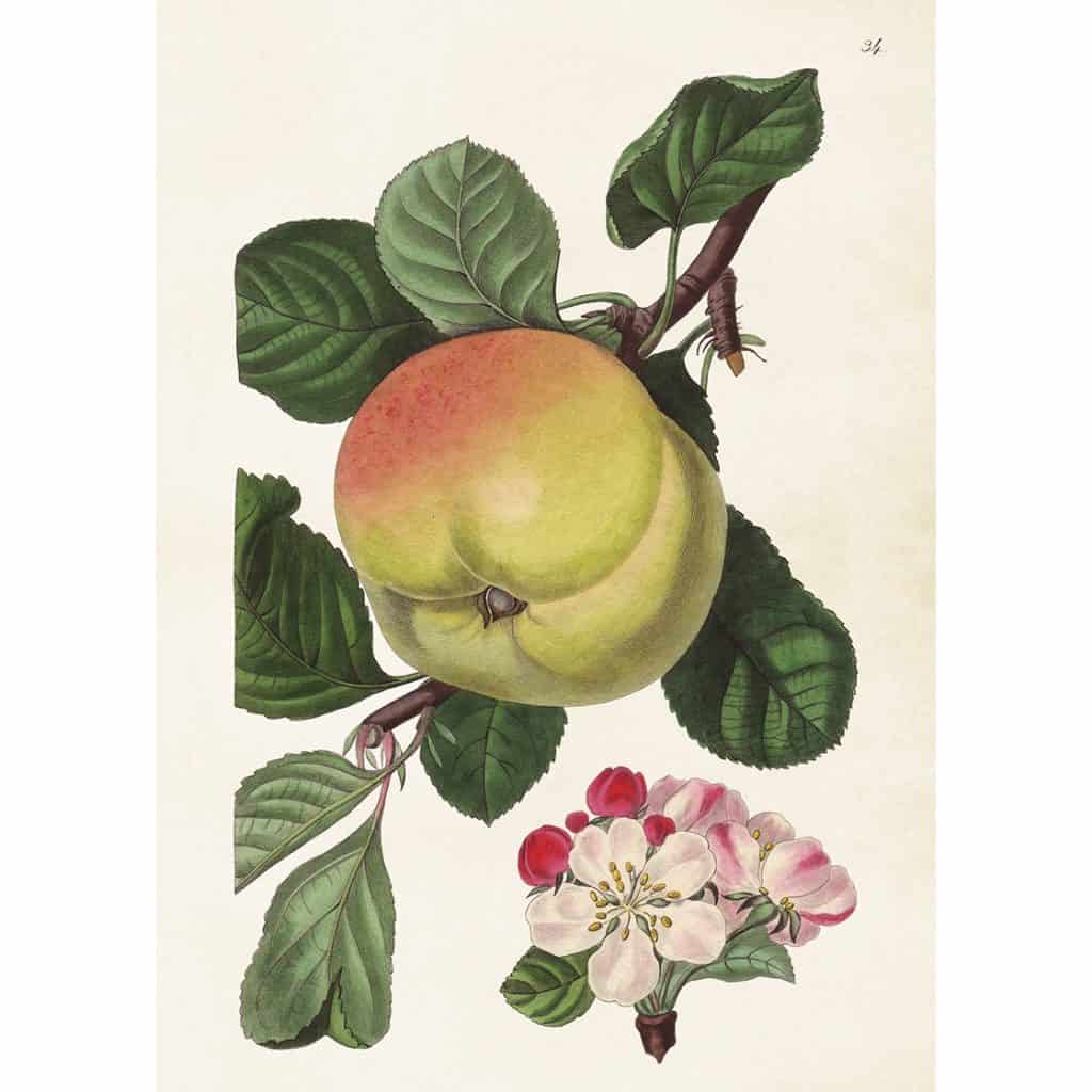 vintage poster äpple Sköna Ting