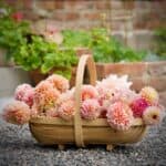 Spånkorg i trä fylld med rosa och aprikosfärgade dahlior i trädgården
