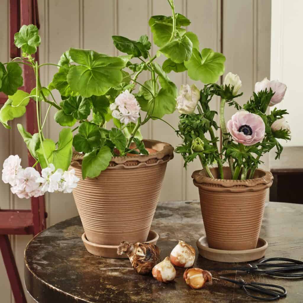 Alvaro-krukor i terrakotta fyllda med gröna växter och blommor, stående på ett rustikt bord med trädgårdsredskap.