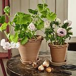 Alvaro-krukor i terrakotta fyllda med gröna växter och blommor, stående på ett rustikt bord med trädgårdsredskap.